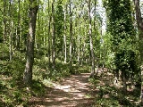 PSR Toscana, apertura presentazione domande per mis. 225 per ‘Interventi silvo ambientali’