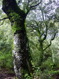 Convegni sulla gestione forestale sostenibile