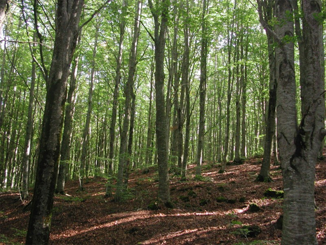 A rischio. Alberi abbattuti dal maltempo, prezzo legno +30%. E’ allarme speculazione