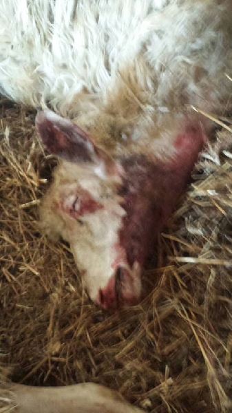 Stragi di pecore senza fine in Maremma. Così muore la pastorizia