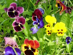 foto_fiori_406.jpg