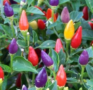 Photo courtesy of NMSU Chile Pepper Institute, 2013