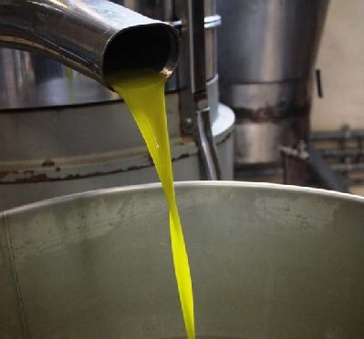 In Toscana i frantoi di Legacoop superano le 300mila tonnellate di olive molite