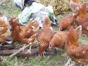 galline.jpg