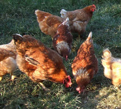 Influenza aviaria: Crédit Agricole Italia al fianco delle imprese colpite con un plafond da 10 milioni di euro