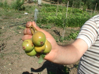 Pere del Basso Sinni e Metapontino puntano al presidio Slow Food