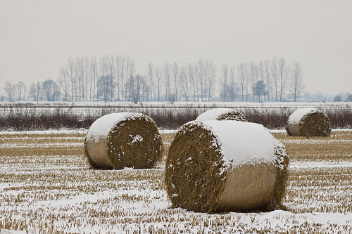 Maltempo. Al sud il gelo, a nord la siccità (Po’ sotto i limiti storici): agricoltura italiana a rischio Ko secondo Coldiretti