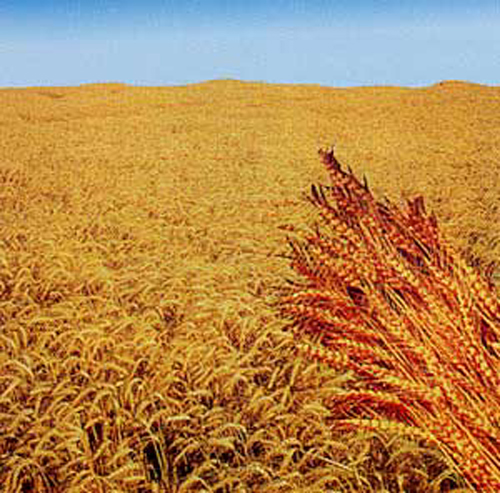 Agriest, il mondo dell’agricoltura si confronta ad Udine