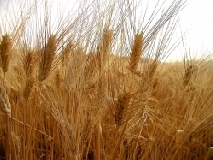 grano71_1_1_1_1_1_3.jpg