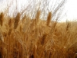 Giornata alimentazione: per Confagricoltura ‘aumentare produzione agricola’