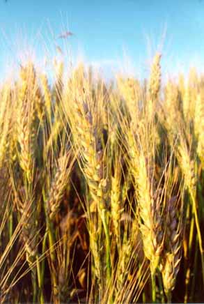 Grano duro, in calo la produzione nazionale. Aumenta l’import