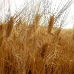 Grano duro