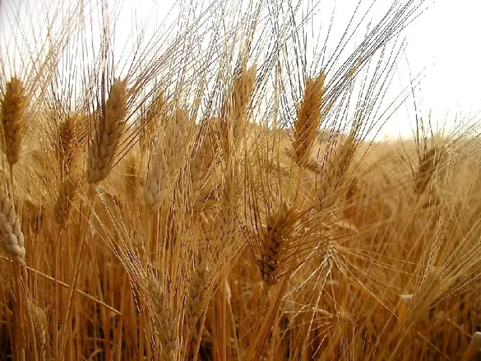 Grano duro