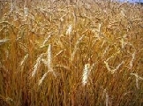 Grano duro, sale la tensione sui mercati. Incertezza nuovi raccolti, rischio siccità Nord-America