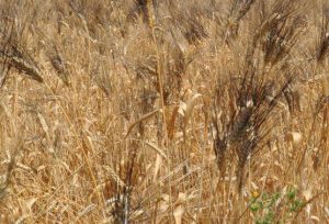 grano_16.jpg