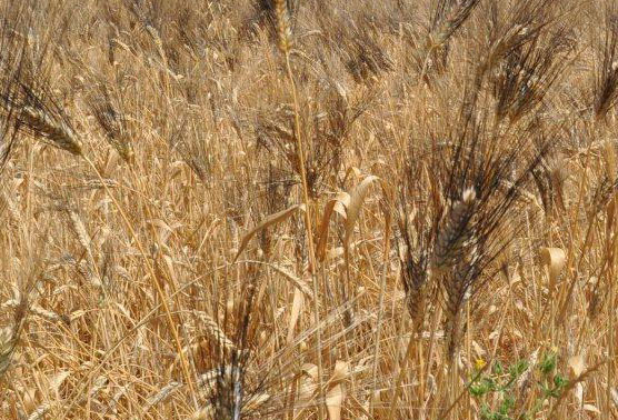 Quotazioni grano. Ad Alessandria, un’annata migliore della precedente