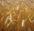 L’eccellenza produttiva in cerealicoltura