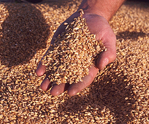 Il Sud si mobilita a difesa del grano. C’è poco da protestare, molto per cui lottare. Servono soluzioni ed alternative