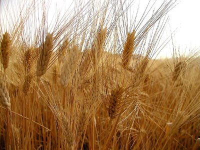 Consorzio Agrario di Siena e Arezzo, in uscita il Cap Informa