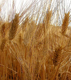 Grano duro, nel 2011 crollano superfici (-16,5%) e prodotto (-9 milioni tonn.)