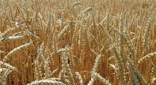 Grano tenero. Ecco il genoma dopo 13 anni di ricerca in cui Crea è stata l’unico partecipante italiano