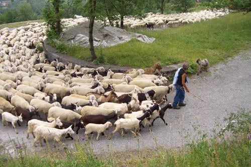 Allevamenti sardi: in arrivo fondi per l’acquisto di ovini riproduttori iscritti al L.G.