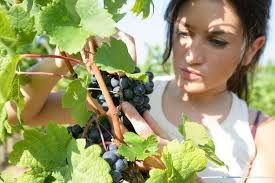 Agricoltura in rosa, 1 azienda su 3 è guidata da donne