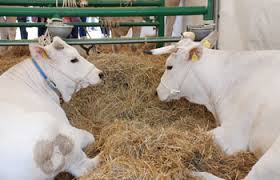 La zootecnia italiana si incontra ad Agriumbria 2013