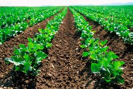 Pac verso il 2020, Agrinsieme illustra le priorità