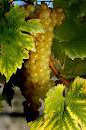 Siglato l’accordo sul Moscato per la vendemmia 2012