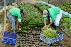 Lavoro in campagna, dal 1 giugno voucher per 200mila giovani