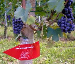 Tra vino e cultura gastronomica, nelle Langhe si celebra la Mangialonga