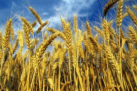 Cereali, raggiunta la massima resa. Lo dicono gli esperti
