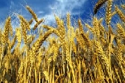 Opportunità e sviluppo della cerealicoltura biologica lucana. Il 30 aprile a Potenza