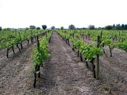 Vino, nelle Marche un bando per nuovi vigneti