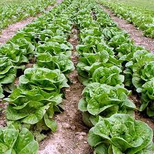Agricoltura, il 2013 è un anno da dimenticare