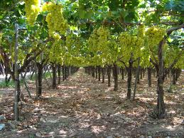 Vino, la Toscana investe 27 mln per ristrutturarsi
