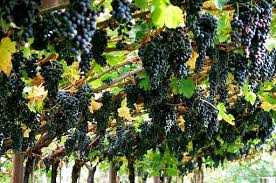 Riconversione e ristrutturazione dei vigneti, la Toscana investe 17mln