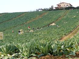 “Una riforma al mese per ammodernare l’agricoltura”. Le richieste di Confeuro