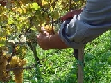 Enovitis in campo, la formazione è tra i vigneti