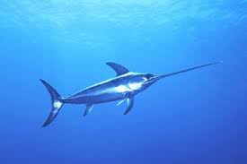 Pubblicato Decreto per la cattura del pesce spada