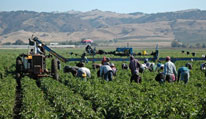 Gli immigrati sono una risorsa irrinunciabile per l’agricoltura