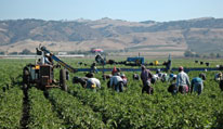 Immigrati, risorsa indispensabile per l’agricoltura