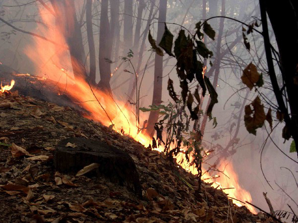 Lavoro. Rota (Fai -Cisl): In Gazzetta Ufficiale decreto incendi, ora siglare Ccnl forestale