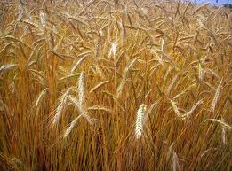 Crisi in Ucraina, alle stelle il prezzo del grano