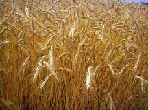 Frumento: il segno meno del 2013 probabile anche per il 2014