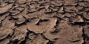 Dal troppo caldo una minaccia per l’agricoltura