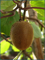 Batteriosi del kiwi, in Piemonte via agli indennizzi