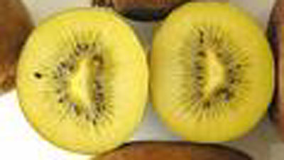 Lotta alla Batteriosi del Kiwi, se ne parla il 18 giugno a Verona