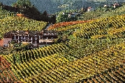 Sarà un vendemmia da ricordare per i vignaioli astigiani
